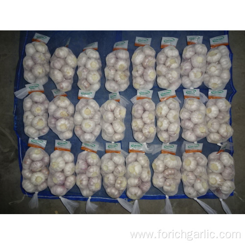 New Season Normal White Garlic